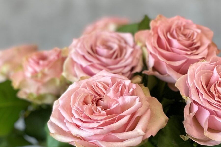 Wan Roses - Meet the Growers. Westflor Flower Wholesaler