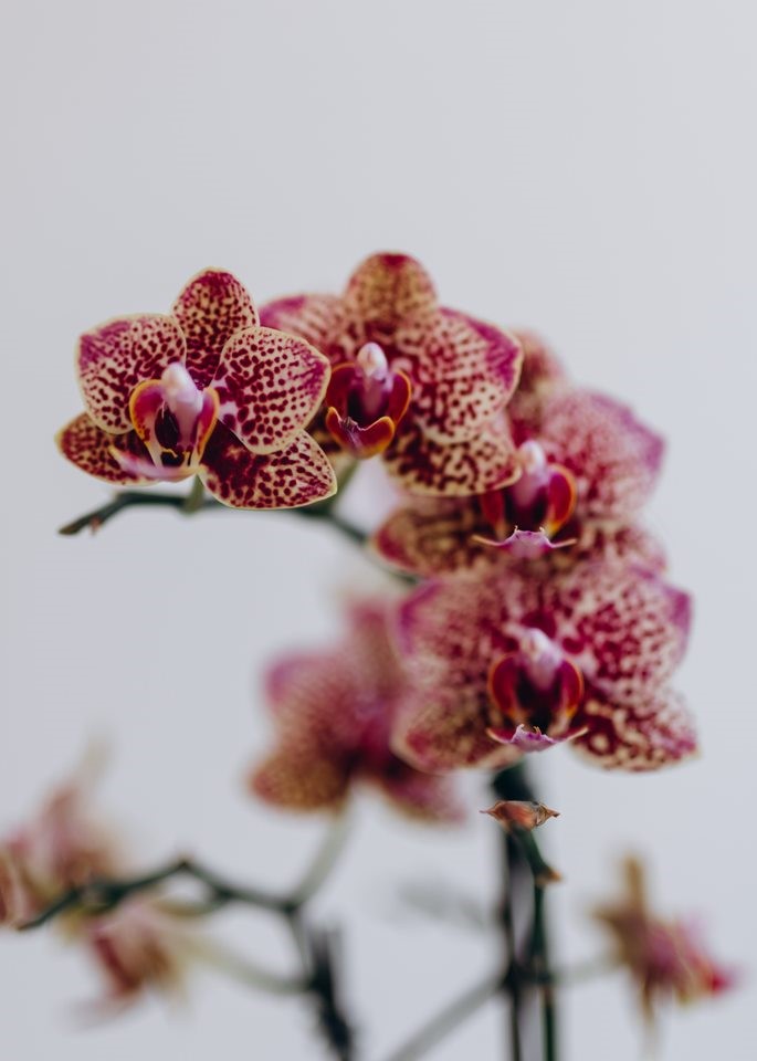 Mottled Phaleanopsis orchid plant Westflor wholesaler
