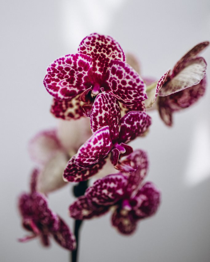 Phaleanopsis Orchid Plant Westflor London