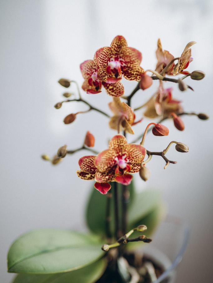Phaleanopsis orchid plant Westflor wholesaler