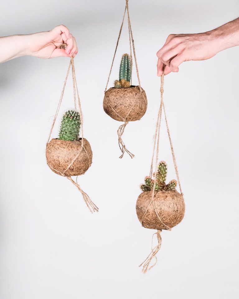 Hanging cacti. Westflor wholesale plants