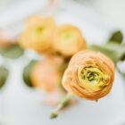 Spring bank holiday opening times. Westflor flower wholesale London