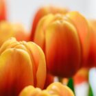 Orange tulips. Kings day in Holland.
