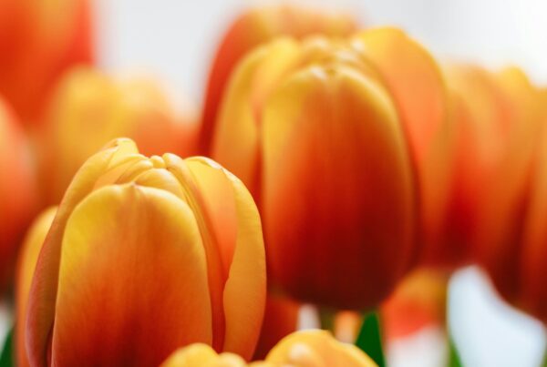 Orange tulips. Kings day in Holland.