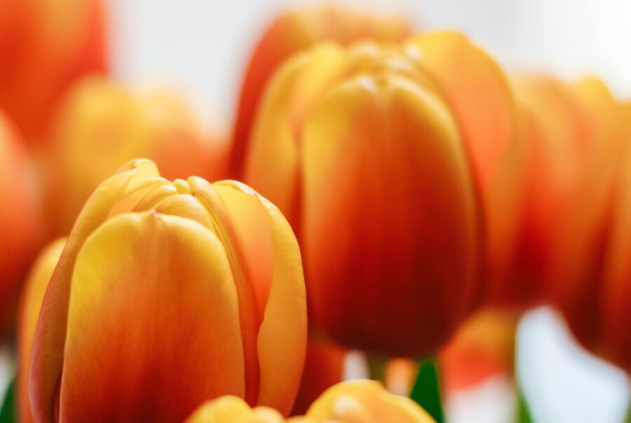 Orange tulips. Kings day in Holland.