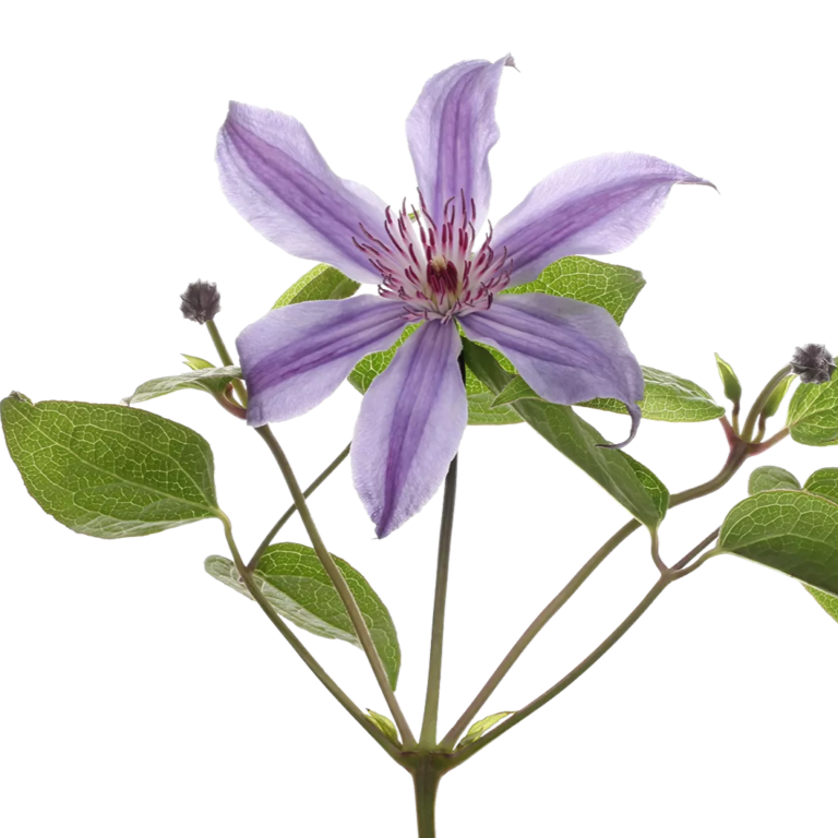 Clematis Amazing Havana Cut Flower