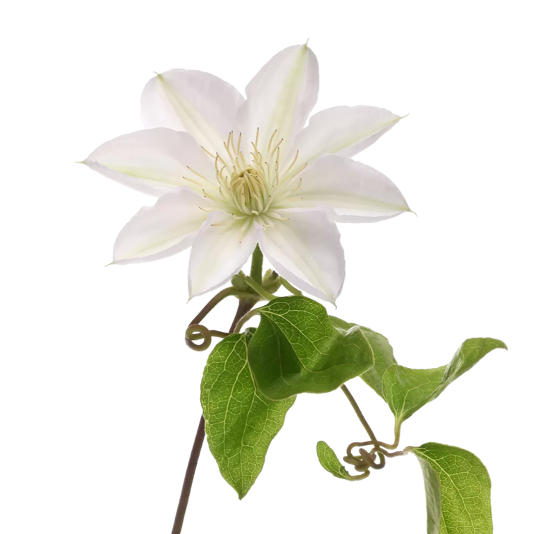 Clematis Vienna Cut Flower