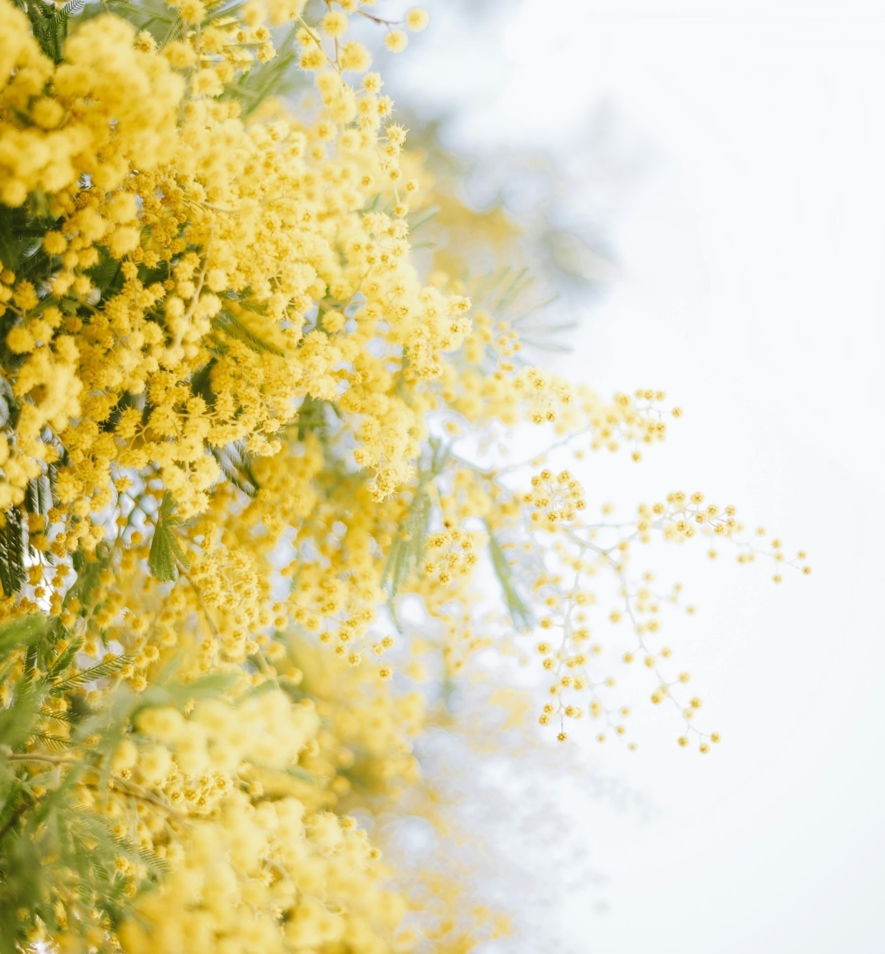 Mimosa flower - Westflor Florist Supplies.