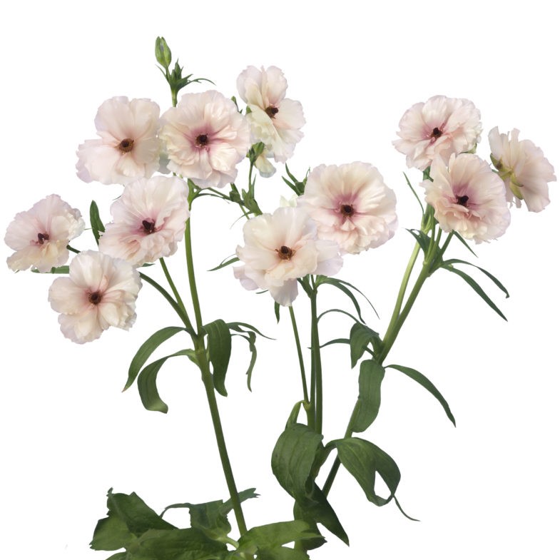Ranunculus Butterfly™ Ariadne®