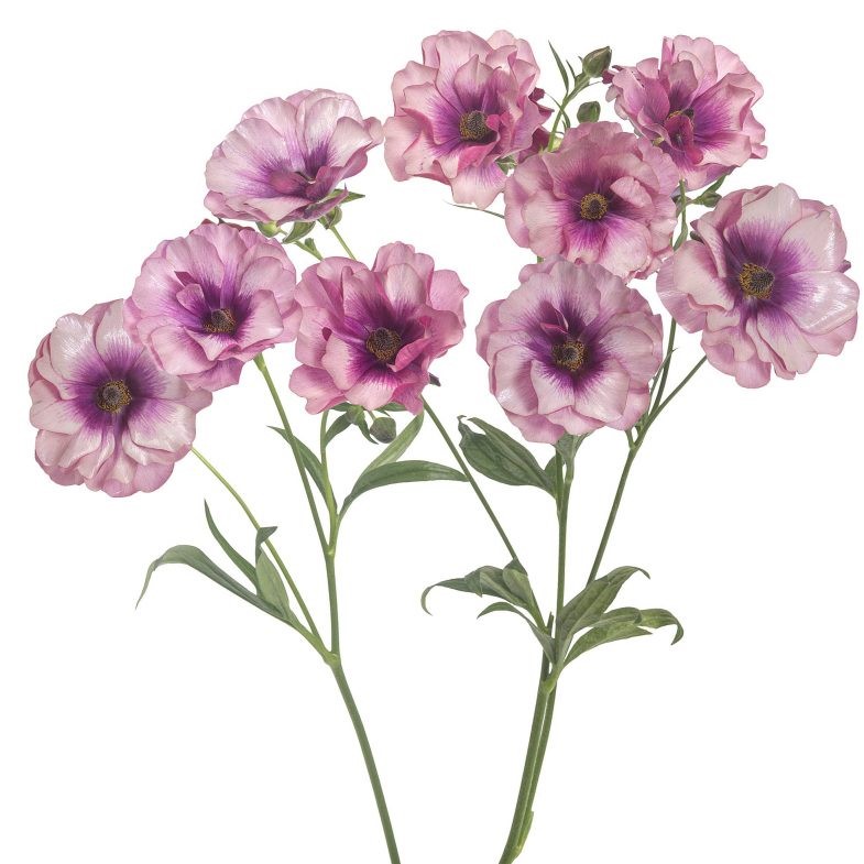 Ranunculus Butterfly™ Thiva®