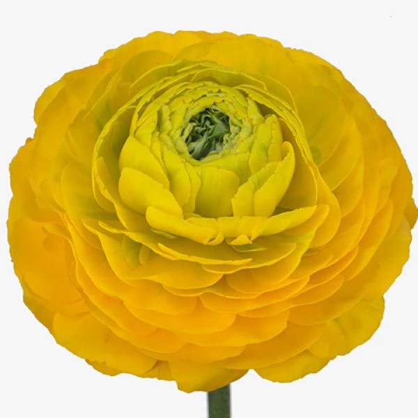 Ranunculus asiaticus Pon Pon Luna