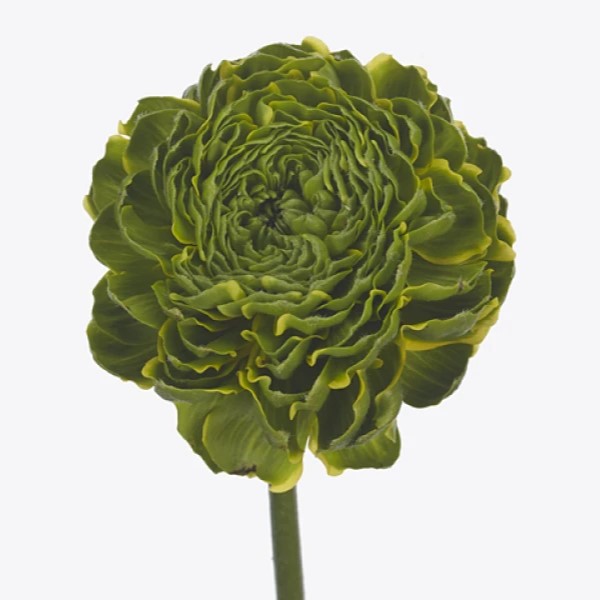 Ranunculus asiaticus Pon Pon Peterpan