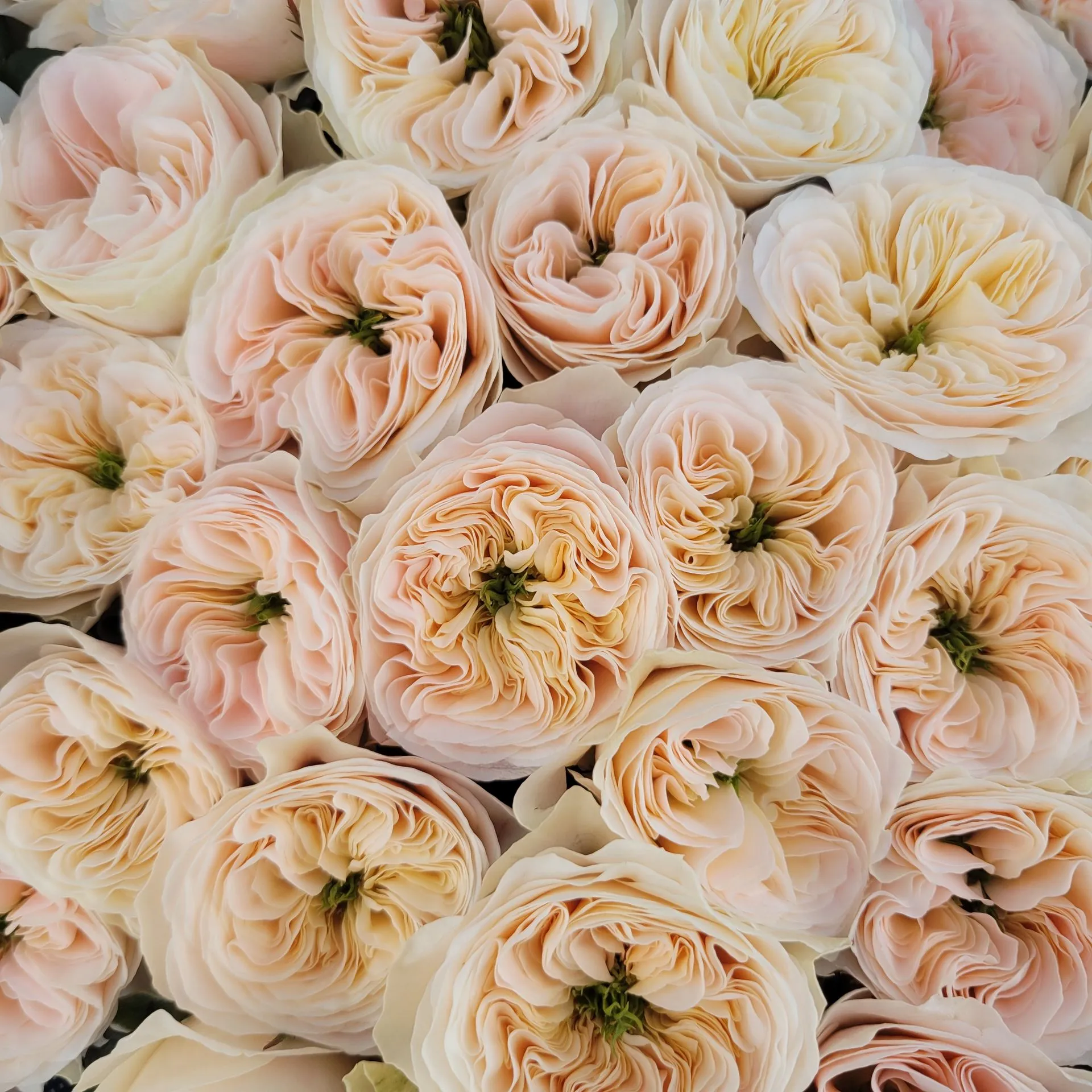 Wans Roses NEW for 2025!