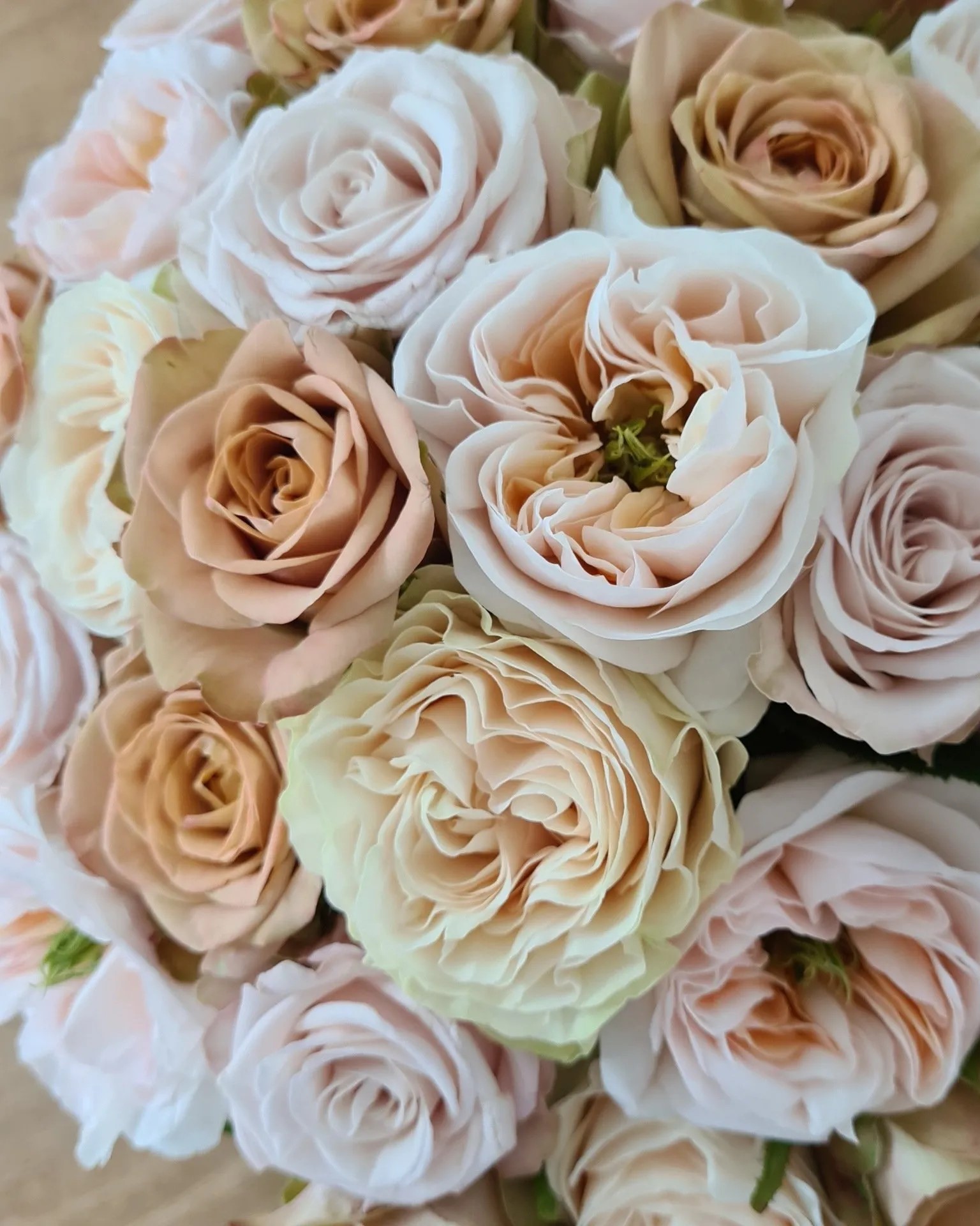 Wans Roses soft colour selection - Westflor Flower Wholesaler