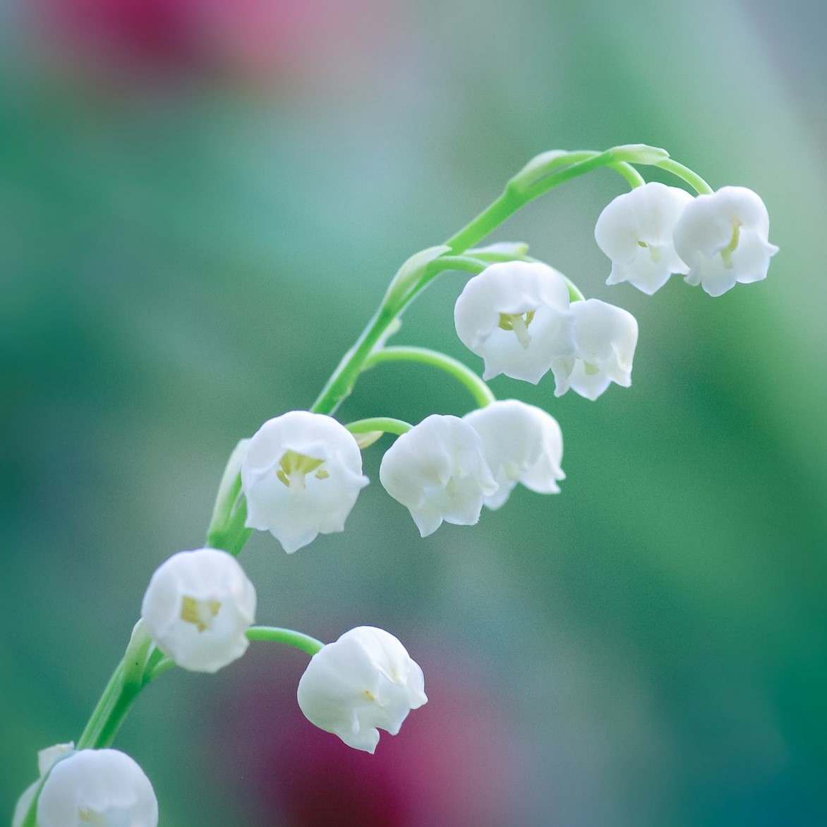 Lily of the valley cut flower - Westflor flower wholesale
