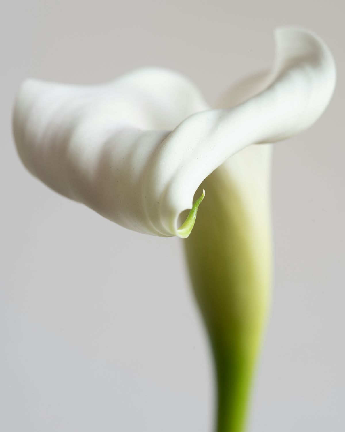 Zantedeschia aethiopica Arum Lily - Westflor Flower Wholesale