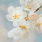 early may bank holiday blossom