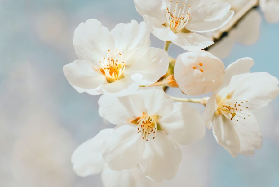 early may bank holiday blossom