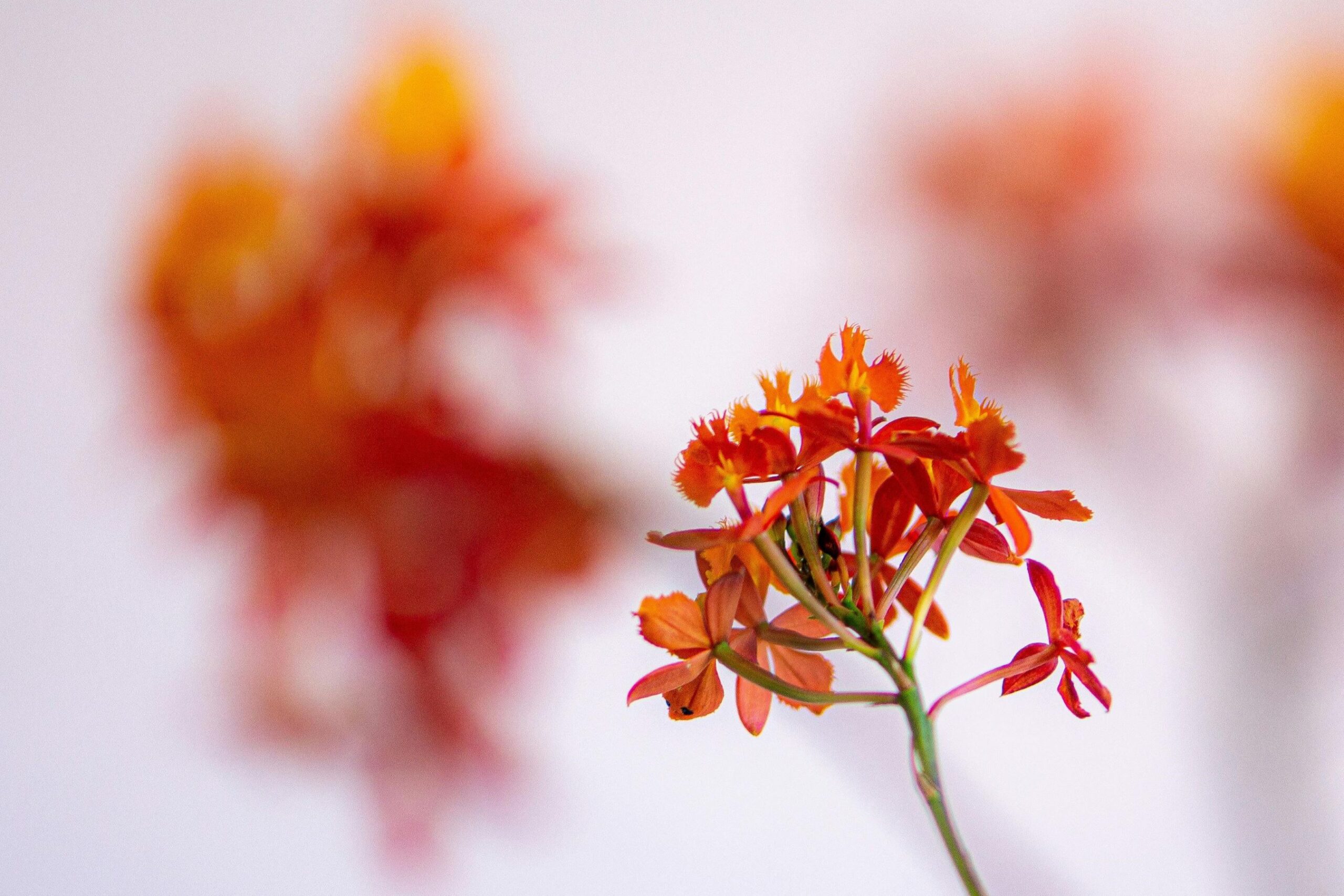 BFA Awards ’25 Flower Wholesaler – Shortlisted!