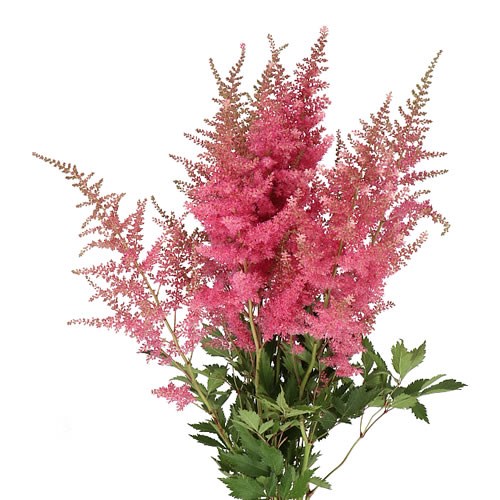 Astilbe Anita Pfeifer - Westflor Flower Wholesale