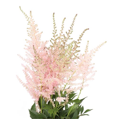 Astilbe Avalanche - Westflor Flower Wholesale