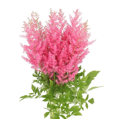 Astilbe Boogie Woogie - Westflor Flower Wholesale