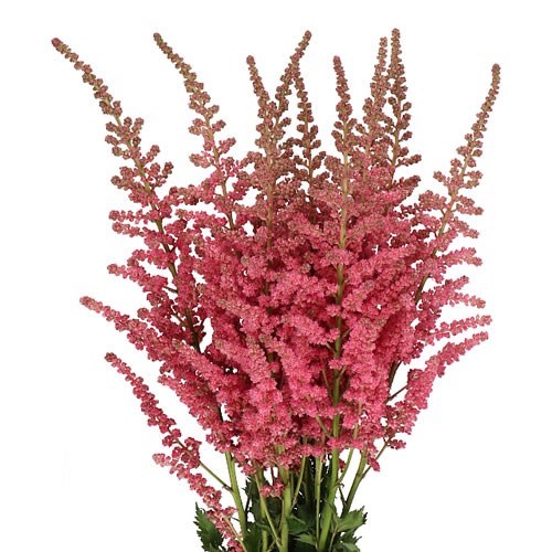 Astilbe Coral Island - Westflor Flower Wholesale