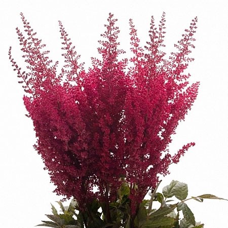 Astilbe Else Schluck - Westflor Flower Wholesale