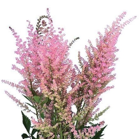 Astilbe Erika - Westflor Flower Wholesale