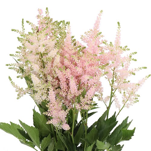 Astilbe Europa - Westflor Flower Wholesale