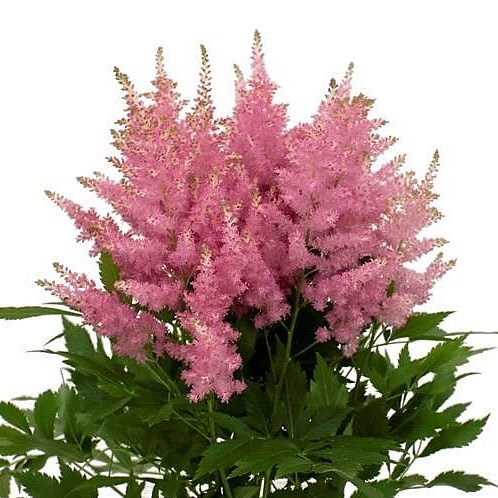 Astilbe Honky Tonk - Westflor Flower Wholesale