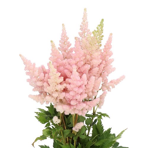 Astilbe Inferno - Westflor Flower Wholesale