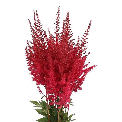Astilbe Paul Gaarder - Westflor Flower Wholesale