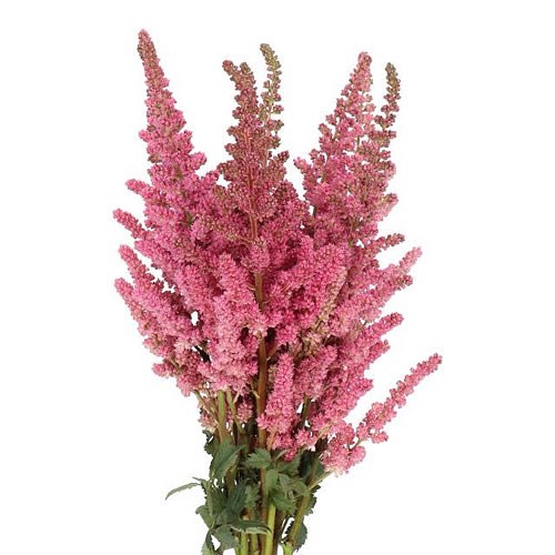Astilbe Pink Vision - Westflor Flower Wholesale