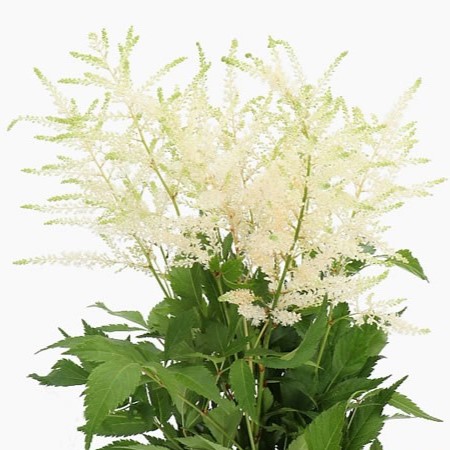 Astilbe Washington - Westflor Flower Wholesale