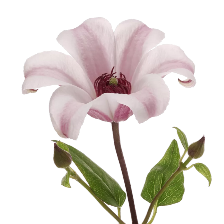 Clematis Amazing Sevilla Marginpar Westflor flower wholesale