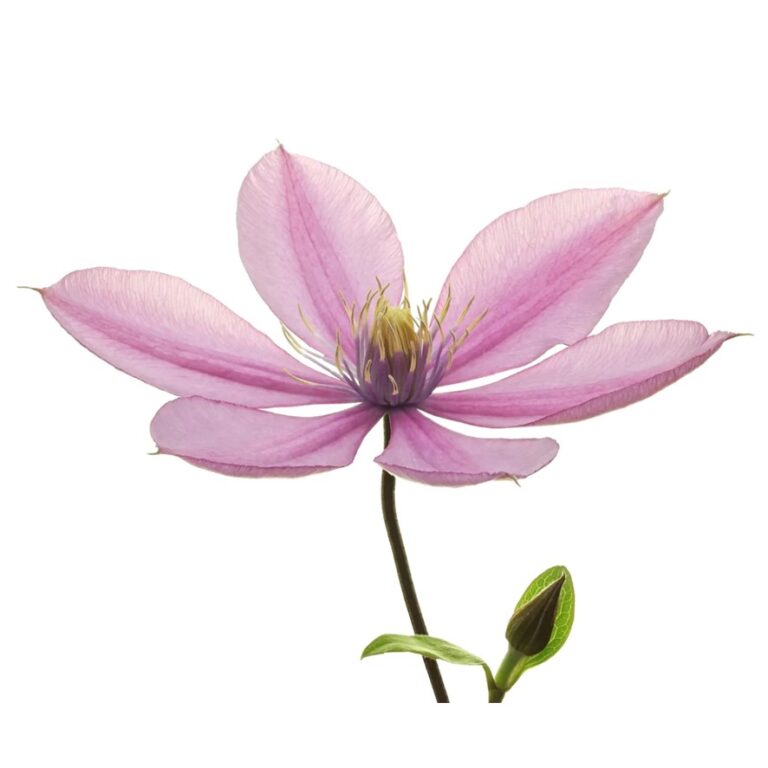 Clematis Amazing Tokyo cut flower Marginpar Westflor flower wholesale