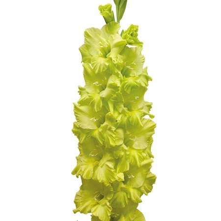 Gladiolus Kio - Westflor Flower Wholesale