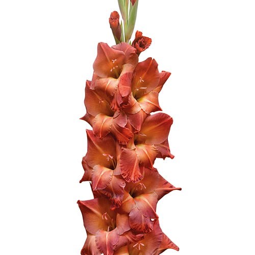 Gladiolus Mohican - Westflor Flower Wholesale