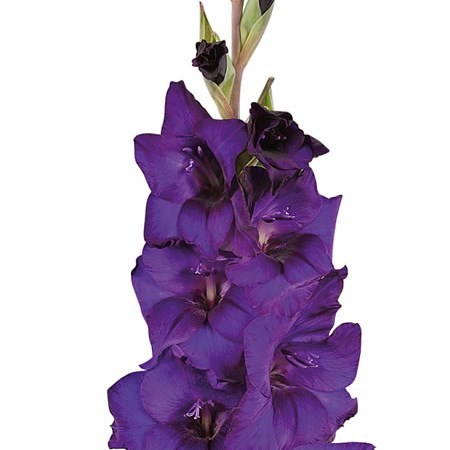 Gladiolus Purple Flora - Westflor Flower Wholesale