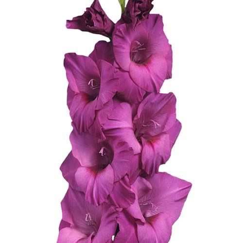 Gladiolus Thalia - Westflor Flower Wholesale