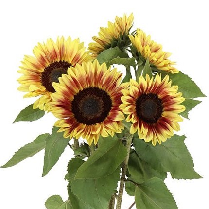 Sunflower Helianthus Marley - Westflor Flower Wholesale