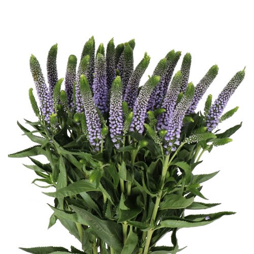 Veronica Clea June - Westflor Flower Wholesale