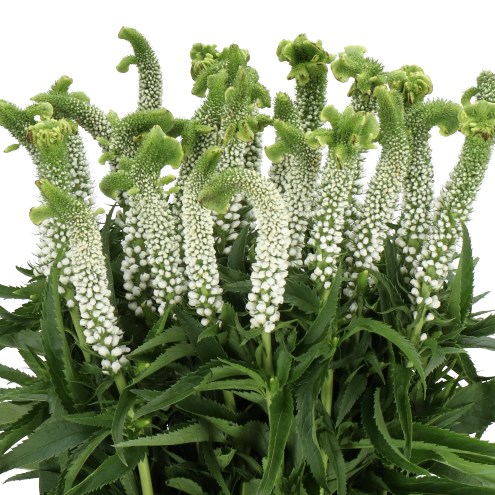 Veronica Smart Alien White - Westflor Flower Wholesale