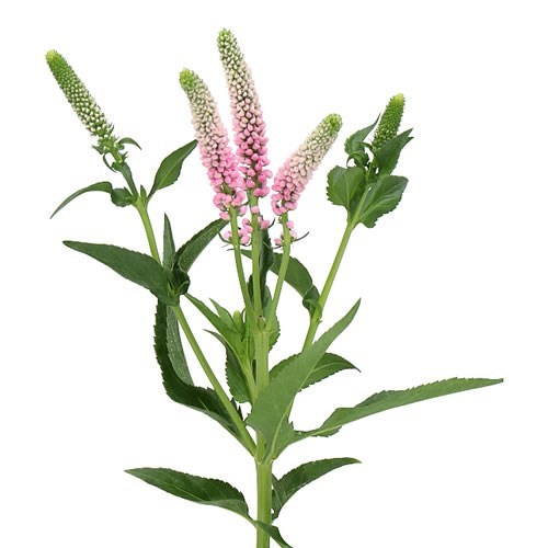 Veronica Smart Enjoyce spray - Westflor Flower Wholesale