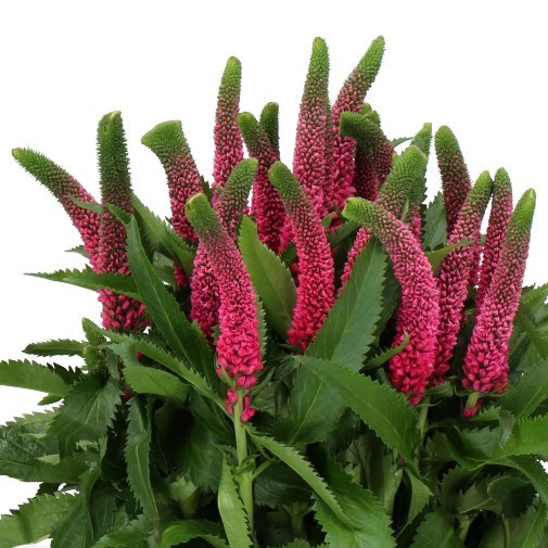 Veronica Smart Iselle - Westflor Flower Wholesale