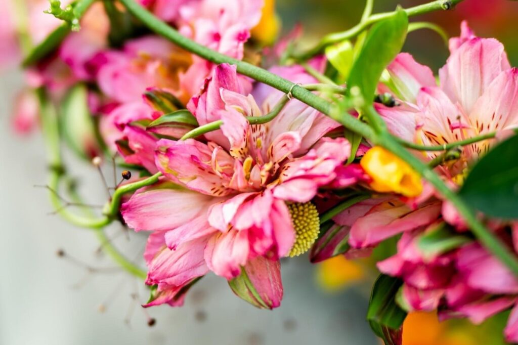 Alstroemeria Fashionista – The single headed stem in the spotlight!