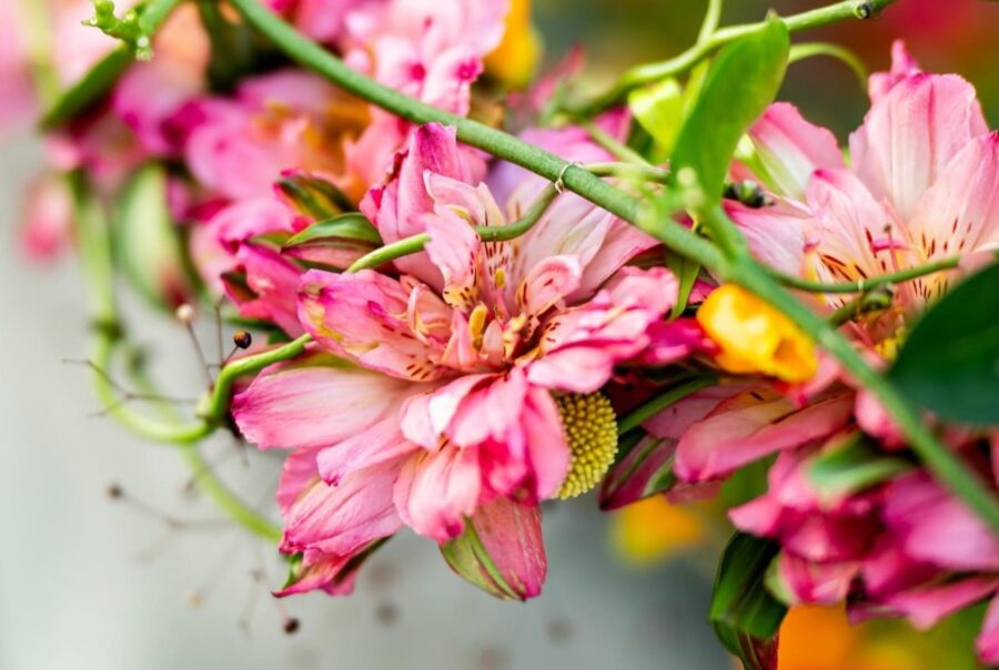 Alstroemeria Fashionista – The single headed stem in the spotlight!