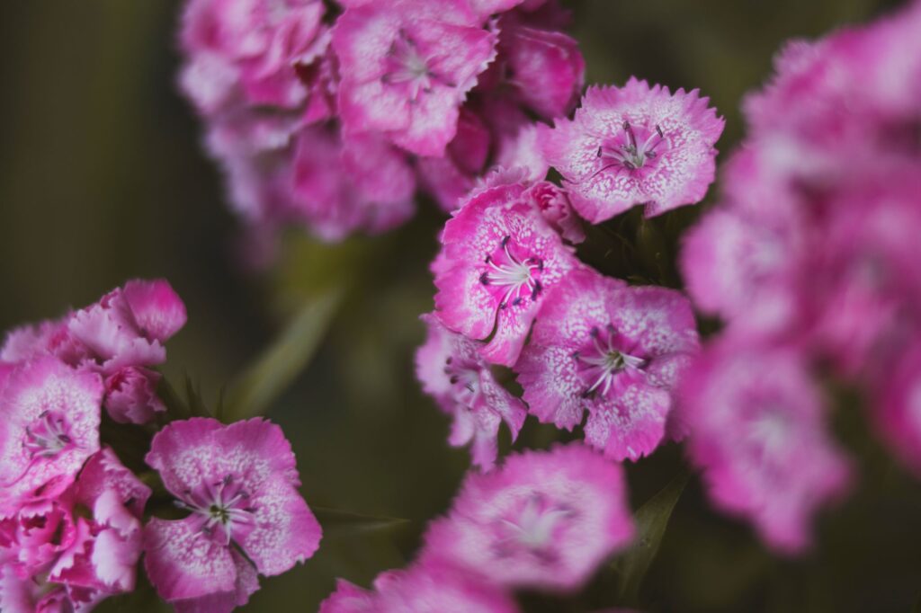 5 September top cut flowers - Westflor florist supplier