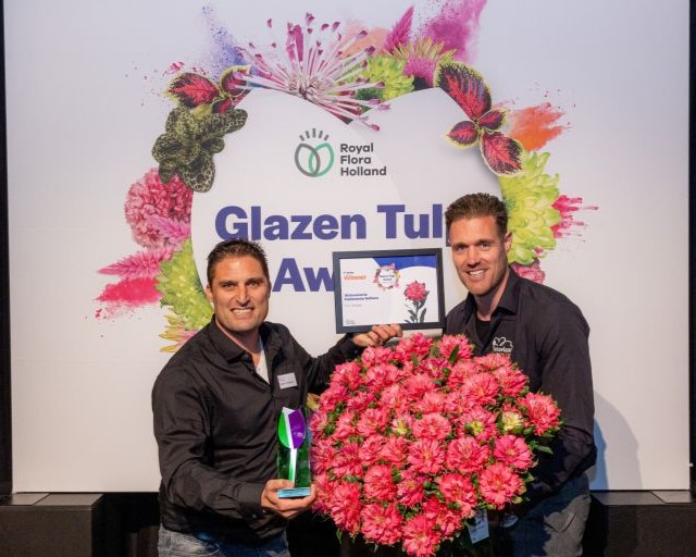 Alstroemeria Fashionista Sofien. Glass Tulip Award Winner 2024